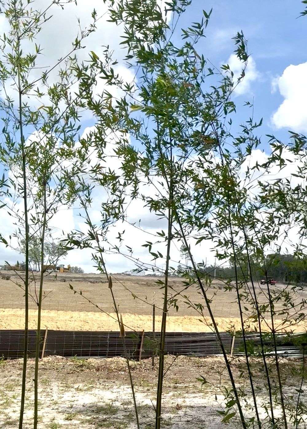 Young clumping bamboo culms in the foreground now interrupting the view of the development site behind, August 2026